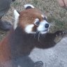 へにきฅ՞・ᴥ・՞ฅんちゃんねる's profile picture