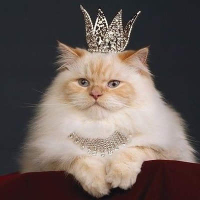 gatasox's profile picture