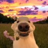 Gloria Parra profil fotoğrafı