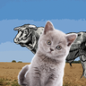 BuckingCats's profile picture