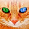 rochdi's profile picture