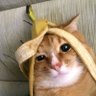 l'ultima goccia's profile picture