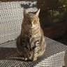 TimSF profil fotoğrafı