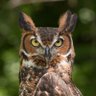 Буо profil fotoğrafı