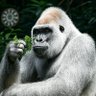 Profilbild von Brandon Brooks