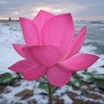 Фото профиля llotus
