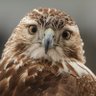 Фото профиля David Rodenhiser