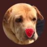 Фото профиля Yellow Dog Antiques RIP Rosie