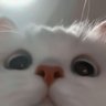jujubzz's profile picture