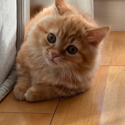 むにくん(短足マンチカン)'s profile picture
