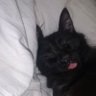 Daytryan's profile picture