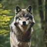 btc doge profil fotoğrafı