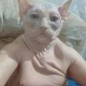 Profilbild von Assfacedloser