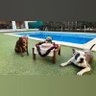 Carluni XXX profil fotoğrafı