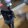 Profilbild von ぶちねこねりたん。