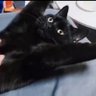 黒猫's profile picture