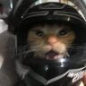 Gato do Link 😎🔥 profil fotoğrafı