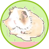 きぬごし profil fotoğrafı