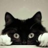 Chat Alors ! 🐈 ✝️⚜️✨'s profile picture