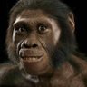 Australopithecus braziliensis 的头像