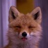 Profilbild von ちくわ