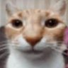 Ohneyapxel's profile picture