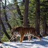 Фото профиля Wingong Lingou
