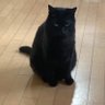 あおばとはやて's profile picture
