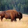 Фото профиля William Bonnie 🇺🇸🌎🦬