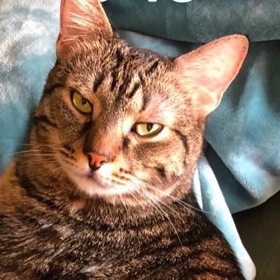 DzivdzanRadule's profile picture