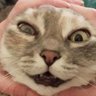 Adlc's profile picture