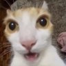 Gatinhoj7 的头像