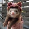obscure-atty profil fotoğrafı