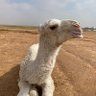 راكان السناني profil fotoğrafı