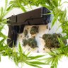 Profilbild von Pound “YAZ” Of WEED