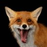 odd fox 的头像