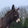 Don't bother's profile picture