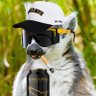 Profilbild von Lemur x Hawk