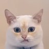 かつーんᯅꕤᯅ𓂅ǂꕤ's profile picture