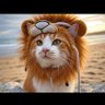 しんしん♂'s profile picture