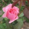 زياد ابن الحافظ profil fotoğrafı