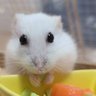 ねこすけ(アニメ&生き物)'s profile picture