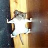 Mice's profile picture