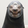 Фото профиля 足利がが🦭そっくりことばの八百屋さん