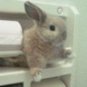 孤高不怖（いやくようがいげきぶつ） 的头像