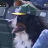 Walt Thizzney's profile picture