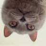 にゃん子 的头像