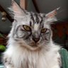 Profilbild von atat