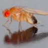 Profilbild von Taufliege