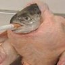 Profilbild von FISH
